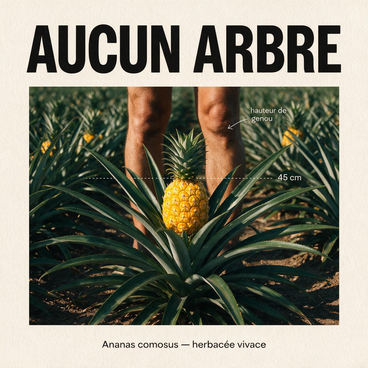 Ananas comosus