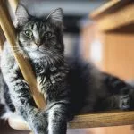 quiz histoire des chats