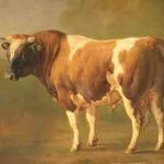 difference taureau boeuf vache genisse veau