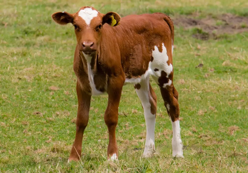 difference veau taureau boeuf