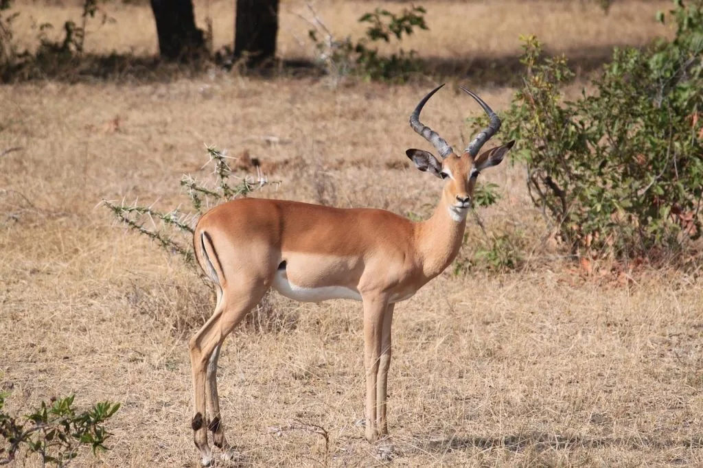 gazelle antilope difference