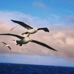 albatros poeme charles baudelaire