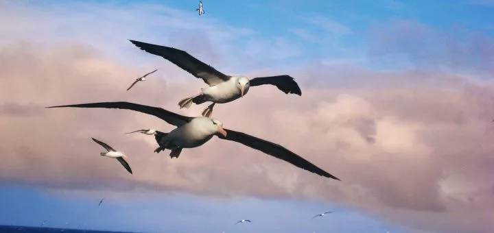 albatros poeme charles baudelaire