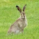 femelle lievre hase