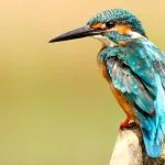 vivipare ovivipares ovipares