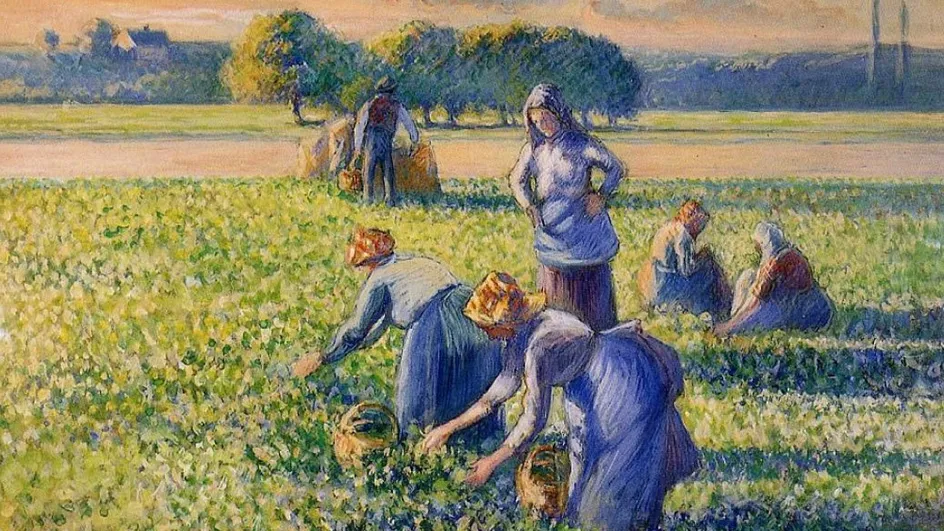 cueillette des pois pissarro