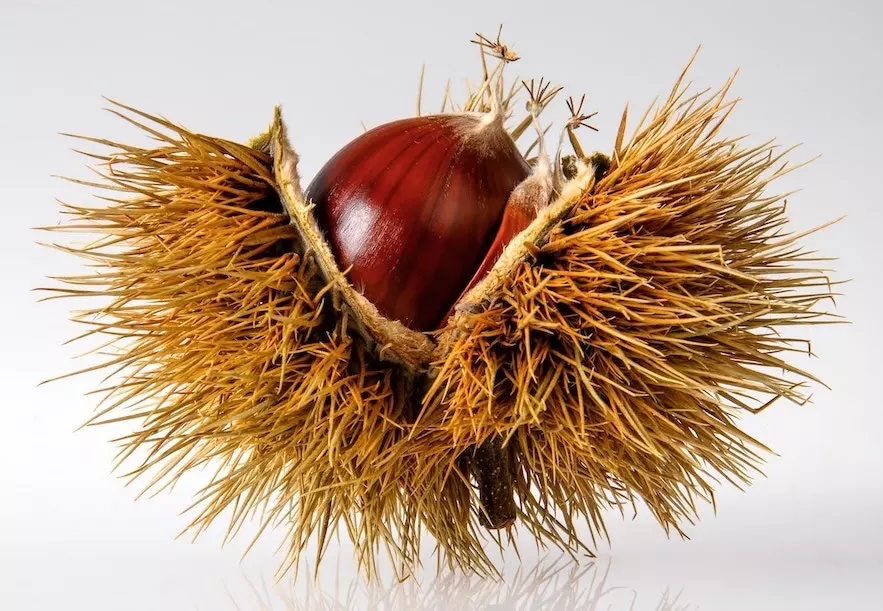 Comment Reconnaitre Une Chataigne D'un Marron Châtaigne et marron : quelle différence