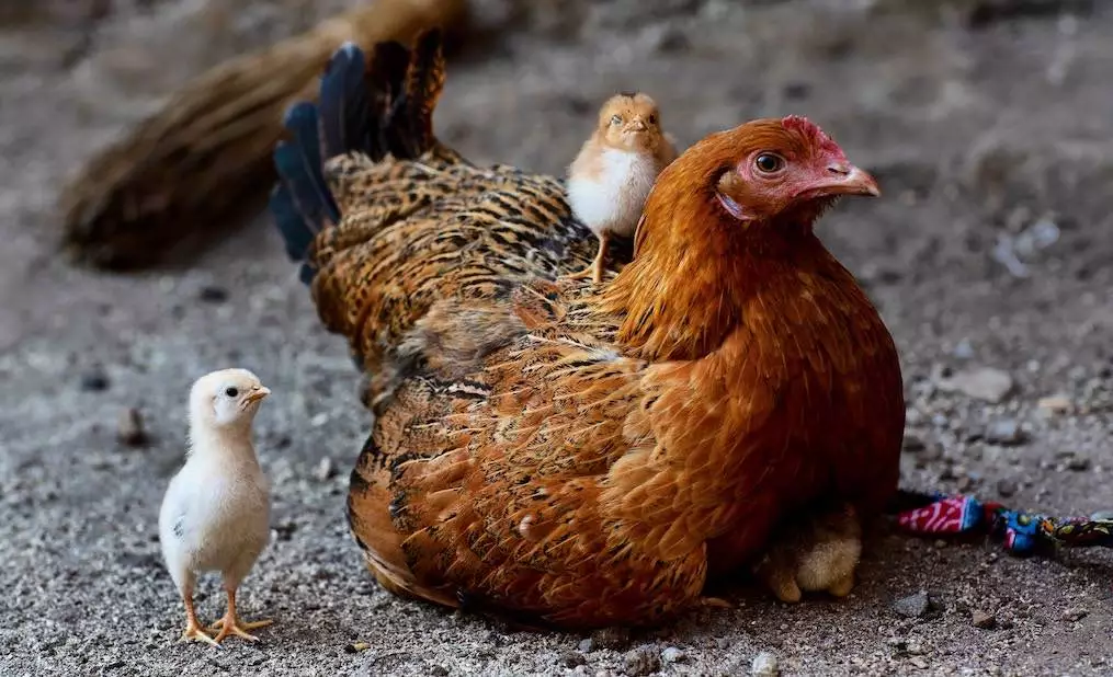 poule coq poulet chapon difference