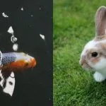 mariage de la carpe et du lapin origine expression signification