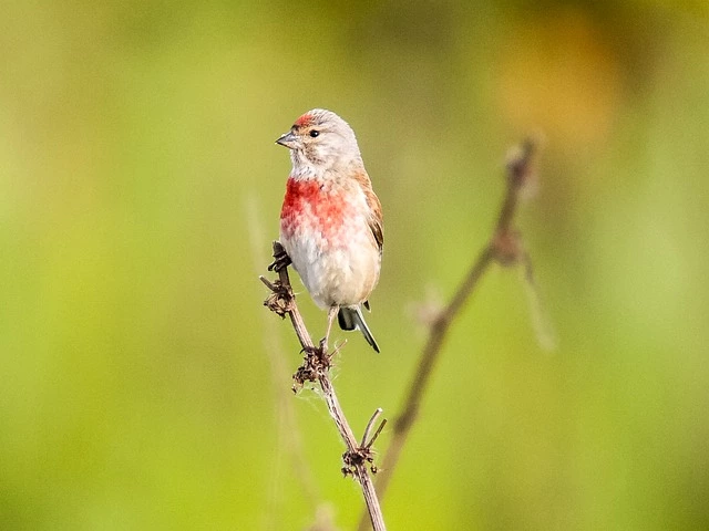 tete de linotte expression