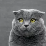 dès potron-minet origine expression définition signification