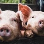 cochon porc différence