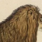 hakuna matata signification roi lion définition