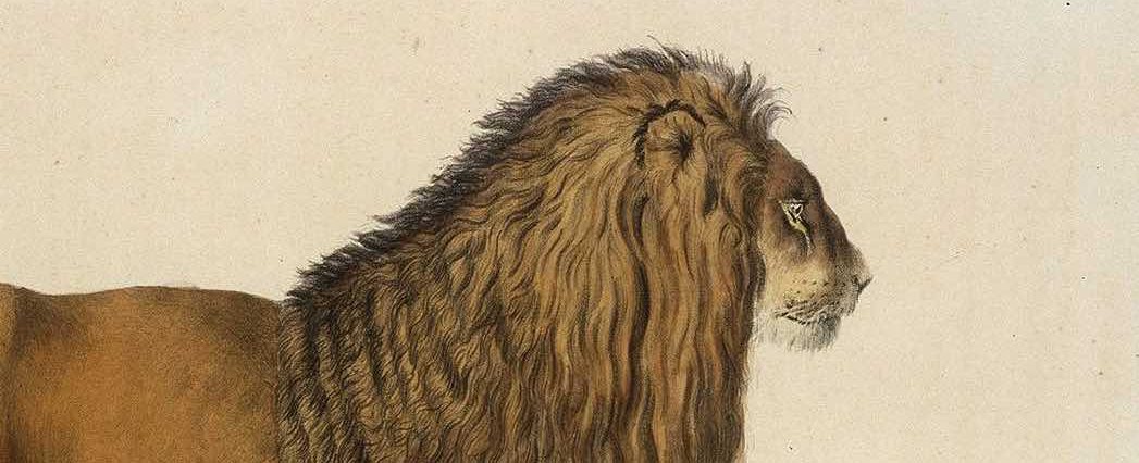 &laquo; Hakuna matata &raquo; : qu&rsquo;est-ce que cela veut dire ?