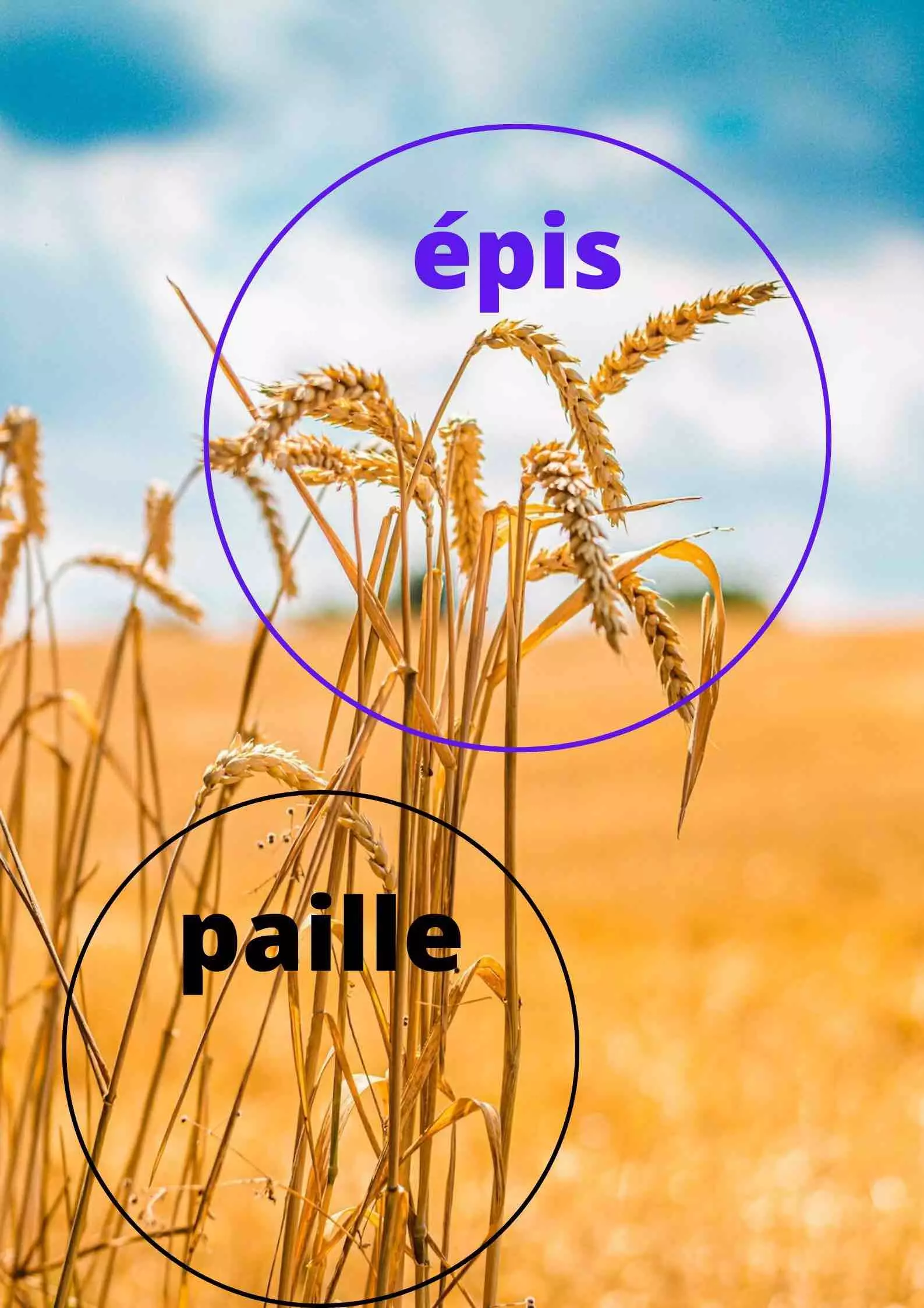 paille epis