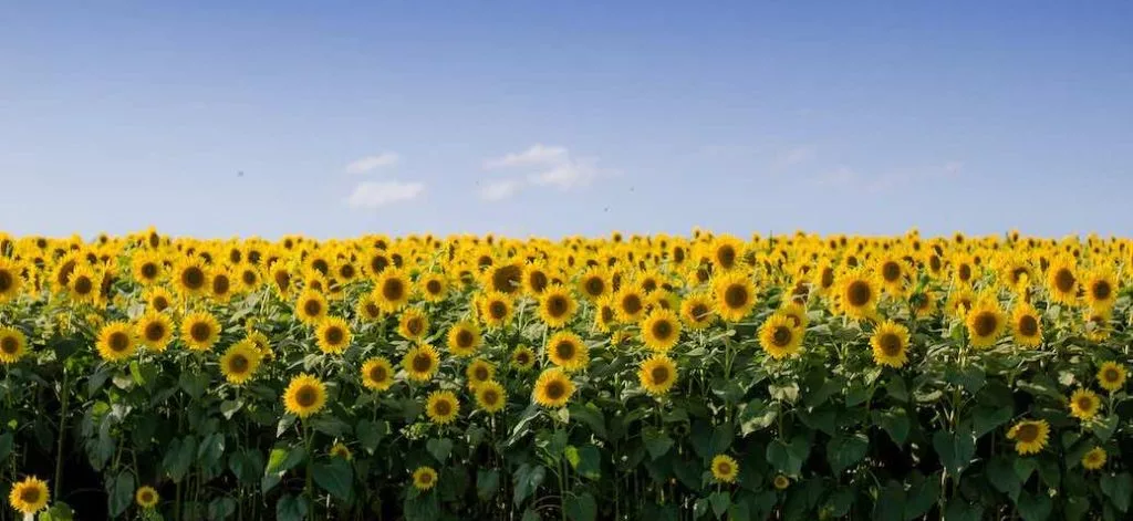 tournesol amerique