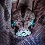 serpent de mer suejt qui revient tout le temps expression origine