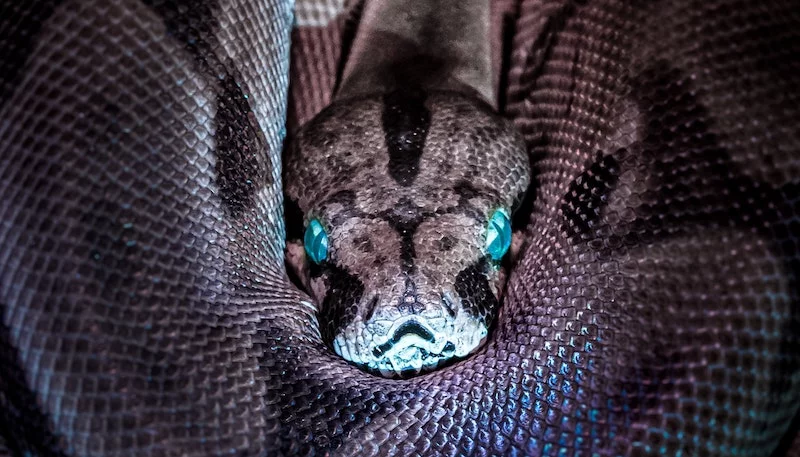 Serpent de mer : d&eacute;finition & origine (expression)