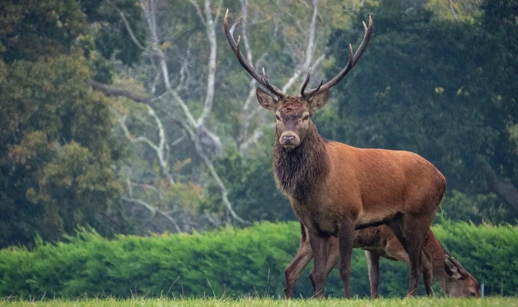 cerf chevreuil daim difference