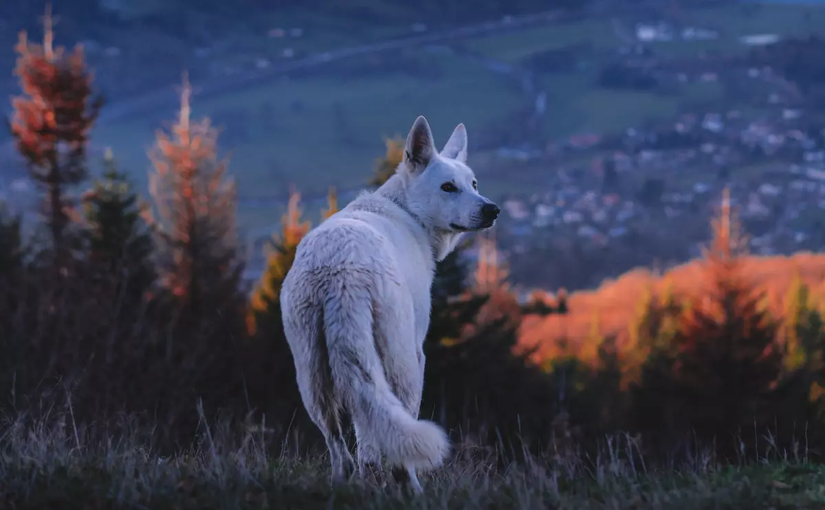 Que Veut Dire Entre Chien Et Loup Entre chien et loup : définition & origine [expression]