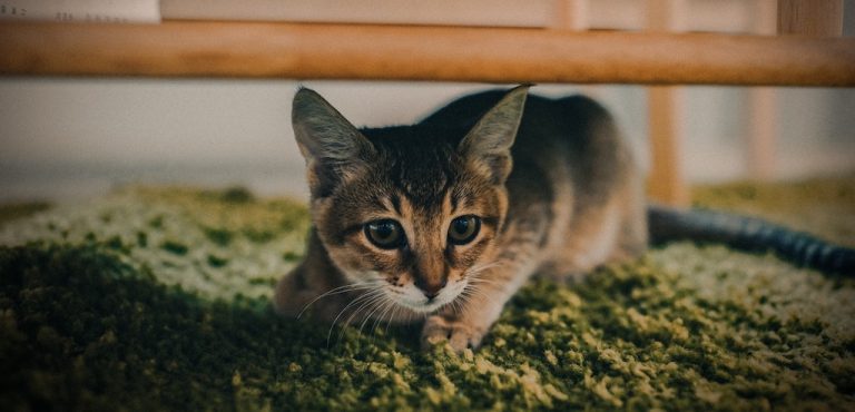 En catimini : d?�finition & origine de l'expression ????�??�?