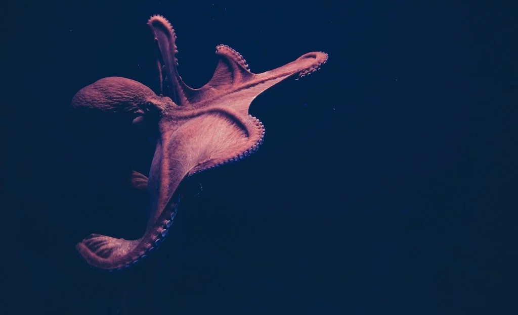Mollusque, coquillage, crustac&eacute; : quelle diff&eacute;rence ?