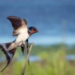 une hirondelle ne fait pas le printemps definition signification expression origine proverbe