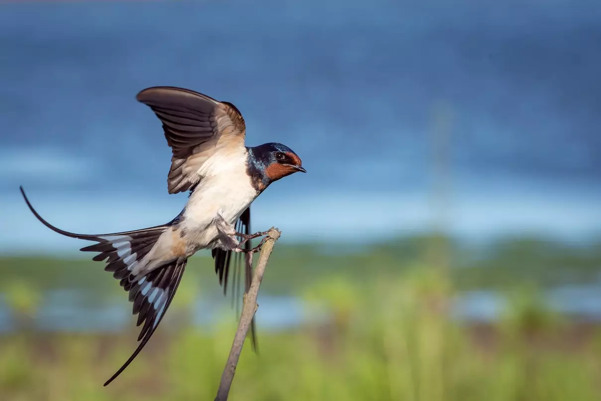 une hirondelle ne fait pas le printemps definition signification expression origine proverbe