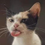 donner sa langue au chat definition origine signification