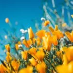 faire flores defintion origine signification expression