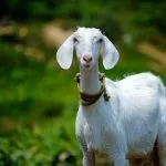 menager la chevre et le chou origine definition signification