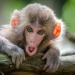 payer en monnaie de singe definition origine signification