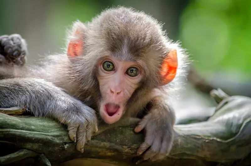 singe meaning singe meaning
