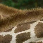 peigner la girafe origine definition signification