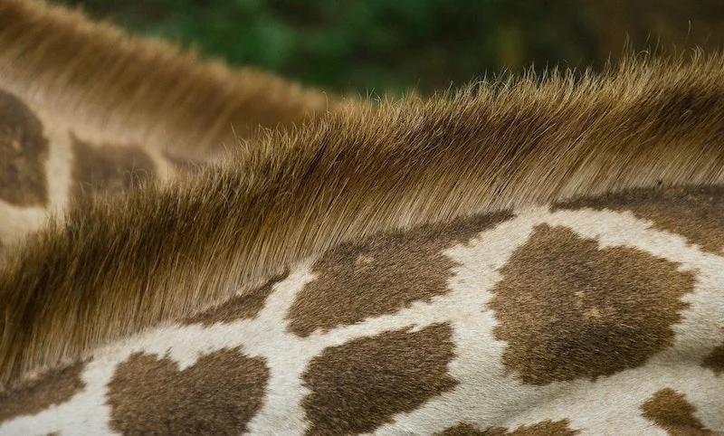 Peigner la girafe : d&eacute;finition & origine (expression) 🦒🪮