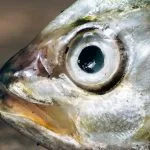 yeux de merlan frit definition signification origine