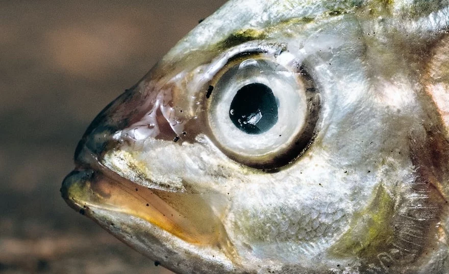 Yeux de merlan frit : d&eacute;finition & origine 🐟
