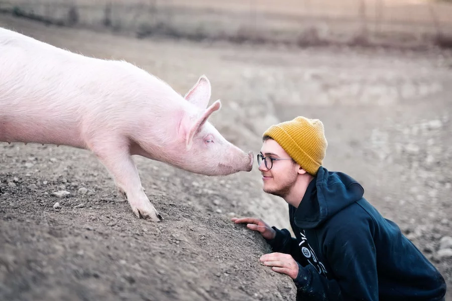 Copains comme cochons : d&eacute;finition & origine (expression) 🐷
