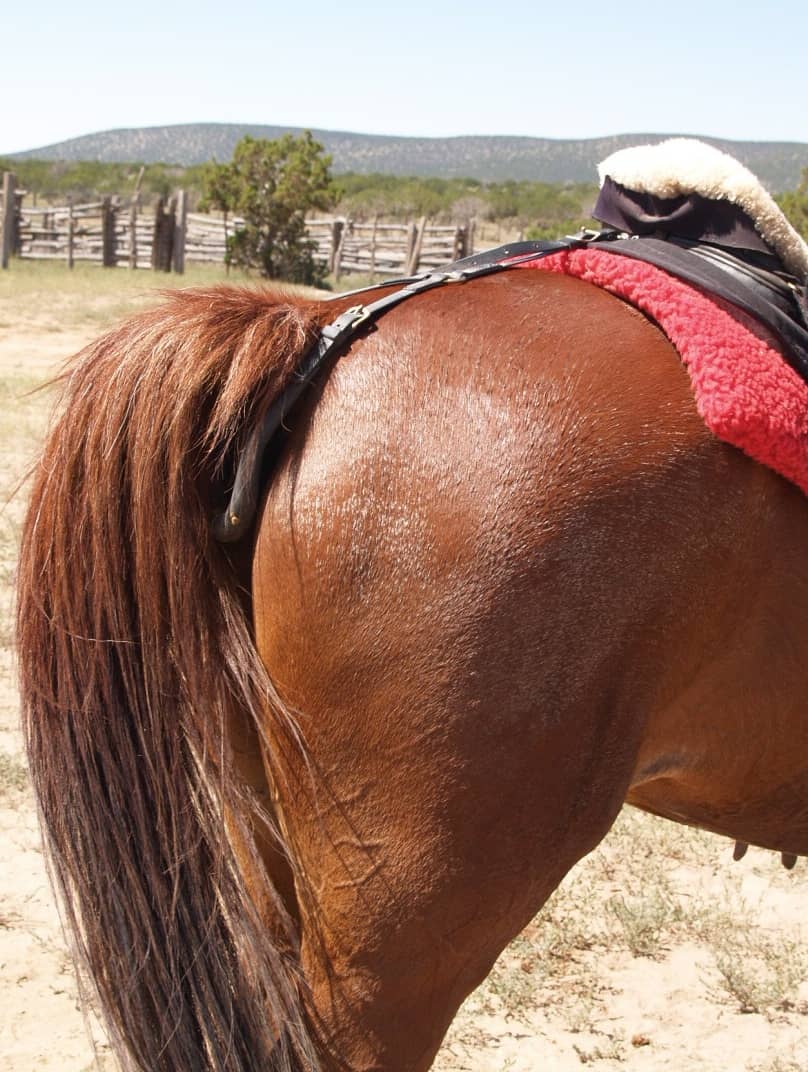 tailler croupieres cheval 