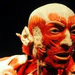 ecorche vif definition origine signification expression