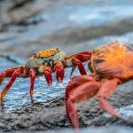 panier de crabes expression signification origine definition