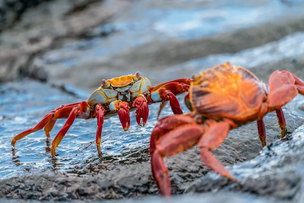 Panier de crabes : d&eacute;finition & origine (expression) 🦀