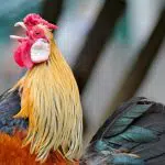 coq en pate definition origine signification expression