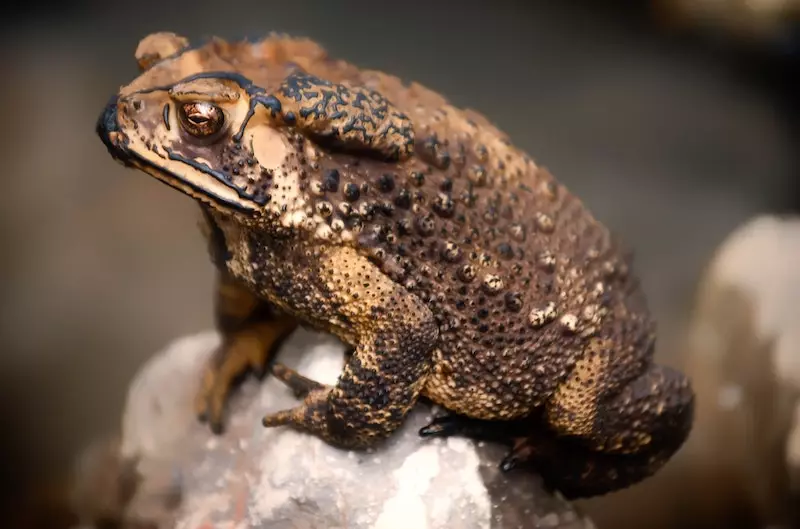 crapaud grenouille difference