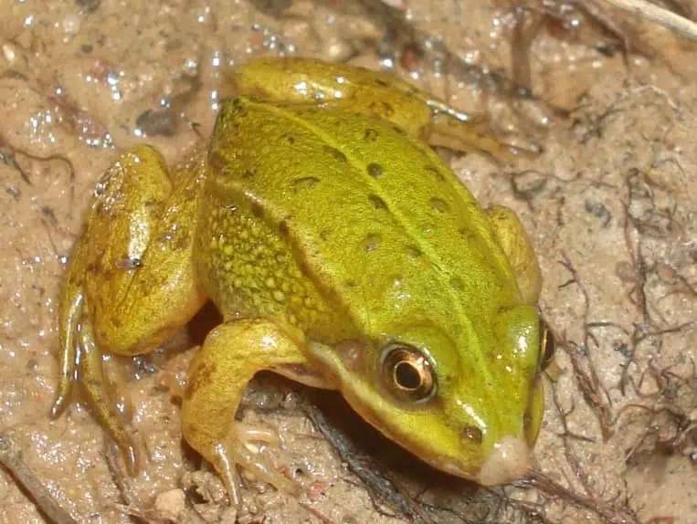 grenouille crapaud rainette difference