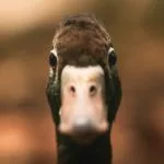 anatidaephobie definition peur canard origine