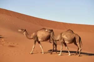 dromadaire chameau bosse interieur eau graisse