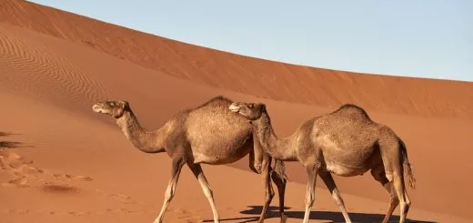 dromadaire chameau bosse interieur eau graisse