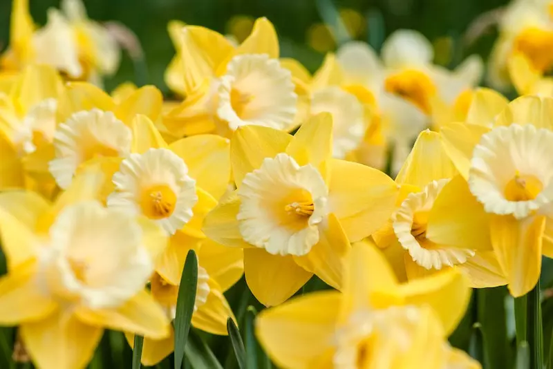 jonquille quiz fleurs