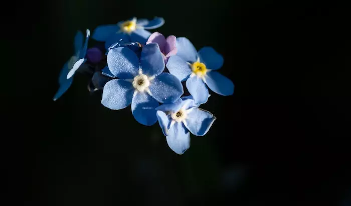 quiz fleurs 4